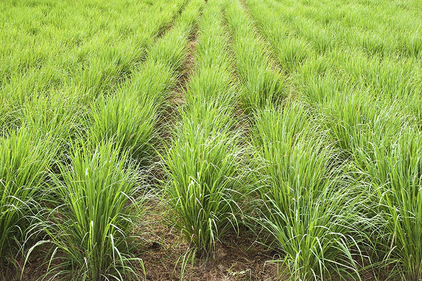 The Benefits of Lemongrass